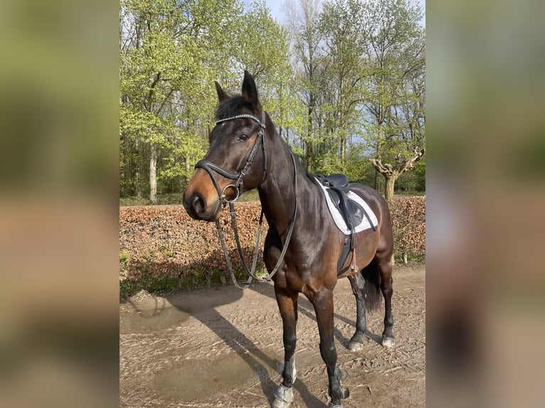 Wuerttemberg Gelding 12 years 17,1 hh Bay-Dark in Neuss