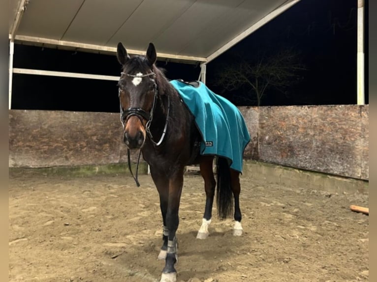 Wuerttemberg Gelding 12 years 17,2 hh Bay-Dark in Sieci