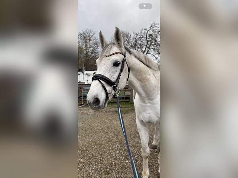 Wuerttemberg Gelding 12 years 17 hh Gray in Sinsheim