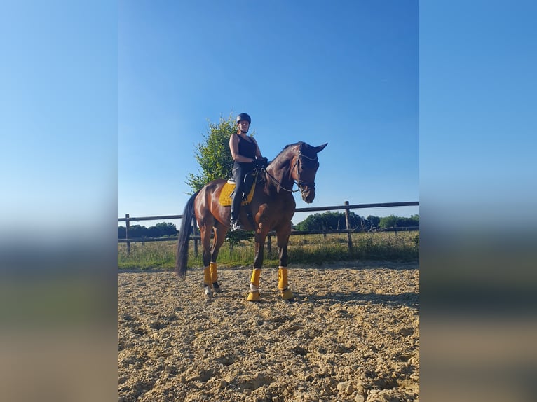 Wuerttemberg Gelding 12 years 18 hh Brown in Isselburg