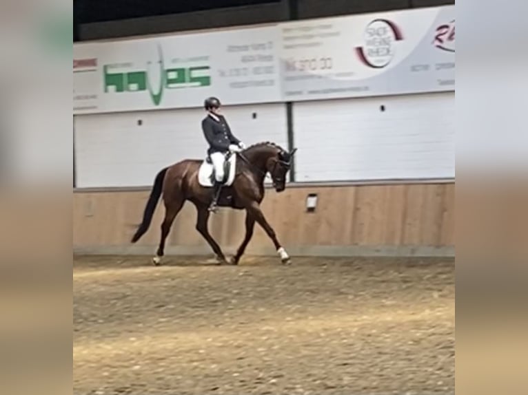 Wuerttemberg Gelding 12 years 18 hh Brown in Isselburg