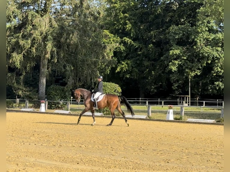 Wuerttemberg Gelding 12 years 18 hh Brown in Isselburg