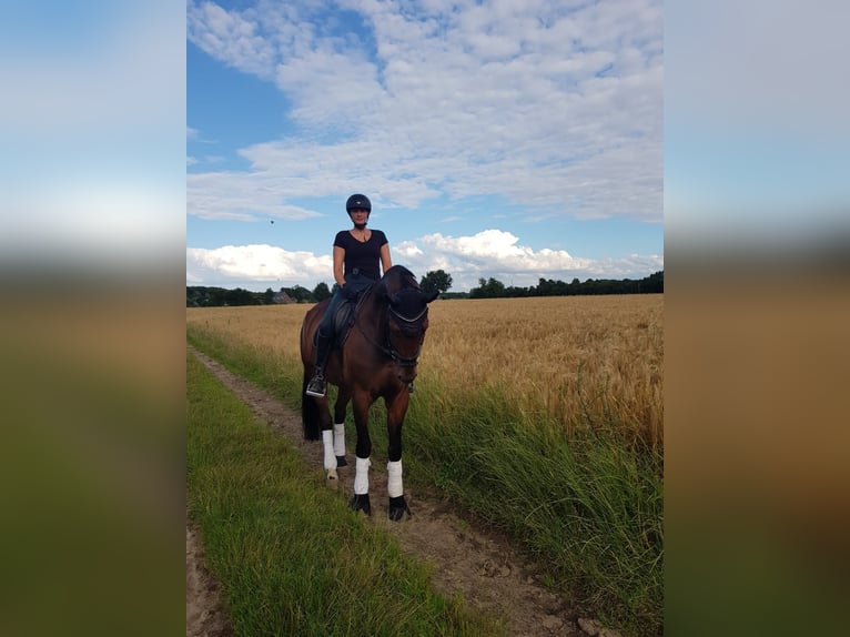 Wuerttemberg Gelding 12 years 18 hh Brown in Isselburg