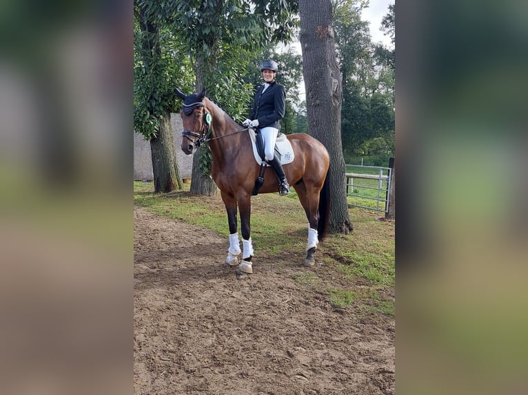 Wuerttemberg Gelding 12 years 18 hh Brown in Isselburg