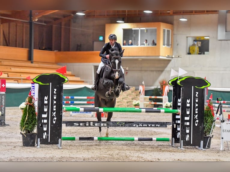 Wuerttemberg Gelding 13 years 16.2 hh Smoky-Black in Dettighofen