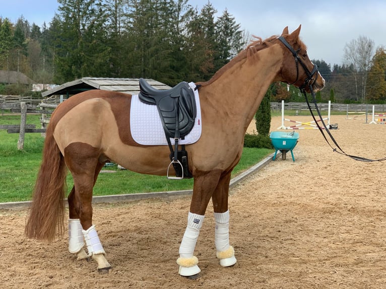 Wuerttemberg Gelding 13 years 16,3 hh Chestnut-Red in Egling