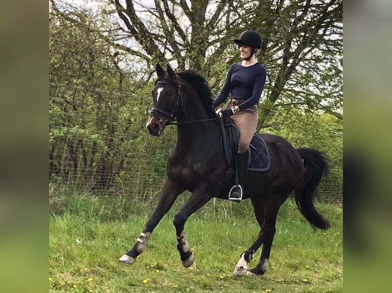 Wuerttemberg Gelding 13 years 16,1 hh Bay-Dark in Wangels