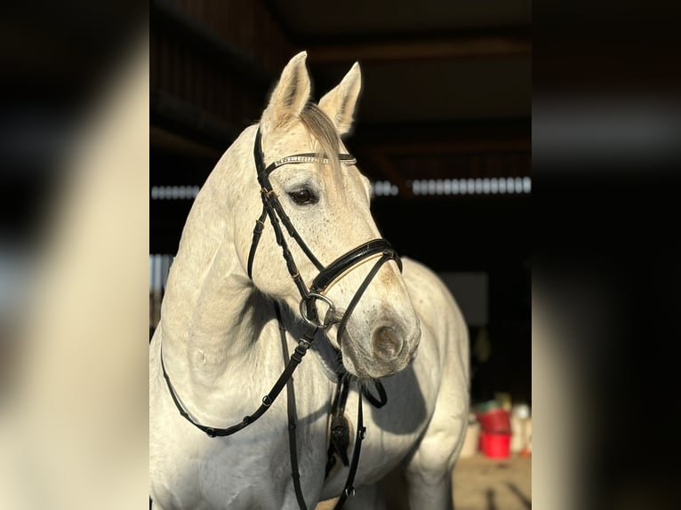 Wuerttemberg Gelding 13 years 16,2 hh Grey in Heilbronn