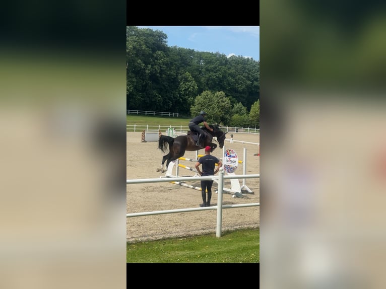 Wuerttemberg Gelding 13 years 16,2 hh Smoky-Black in Dettighofen
