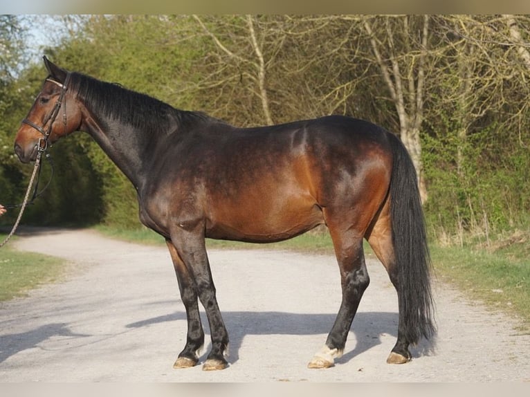 Wuerttemberg Gelding 13 years 16,3 hh Brown in Kornwestheim