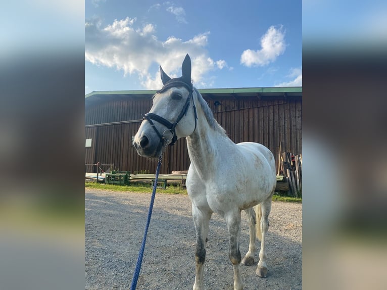 Wuerttemberg Gelding 13 years 16,3 hh in Weilburg