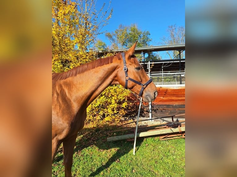 Wuerttemberg Gelding 13 years 17,2 hh Chestnut-Red in Ostfildern