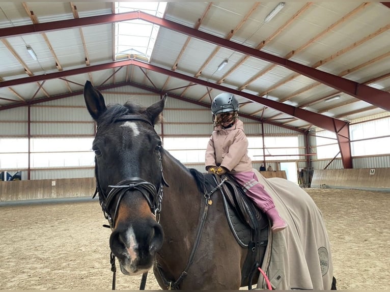 Wuerttemberg Gelding 13 years 17 hh Bay-Dark in Baindt