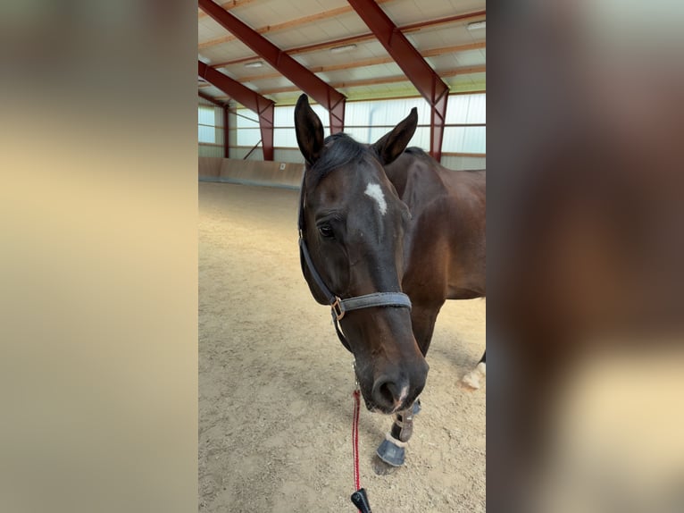 Wuerttemberg Gelding 13 years 17 hh Bay-Dark in Baindt