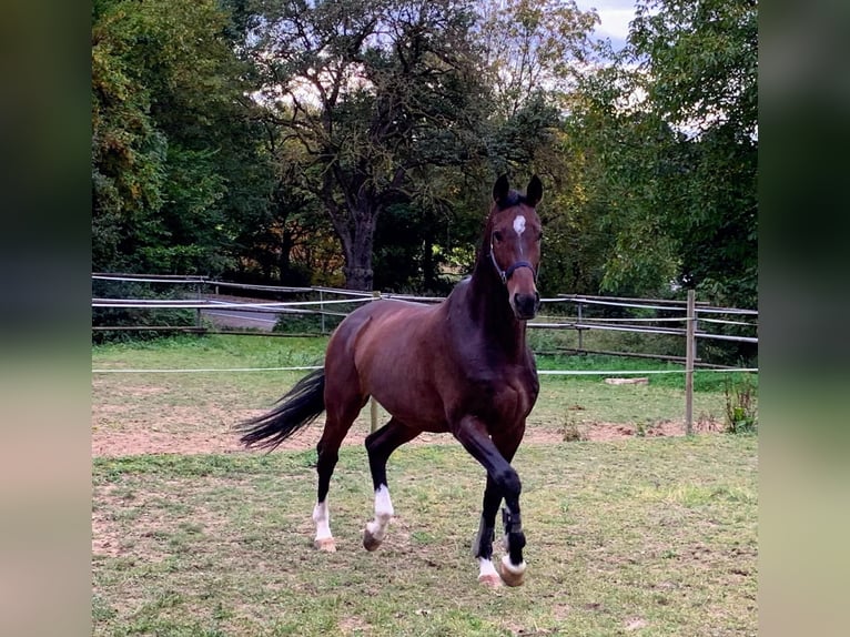 Wuerttemberg Gelding 13 years 17 hh Brown in Ubstadt-Weiher