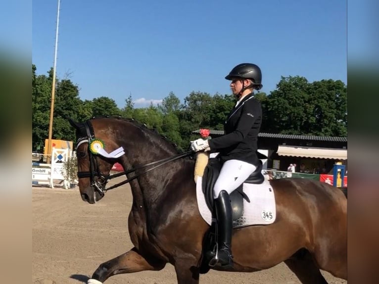 Wuerttemberg Gelding 13 years 17 hh Brown in Ubstadt-Weiher