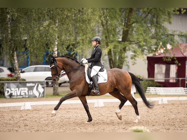 Wuerttemberg Gelding 13 years 17 hh Brown in Ubstadt-Weiher