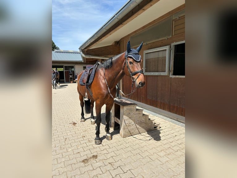 Wuerttemberg Gelding 13 years 17 hh Brown in Tübingen