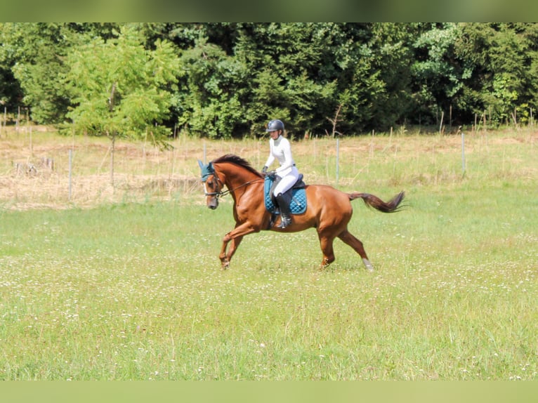 Wuerttemberg Gelding 13 years 17 hh Chestnut-Red in Aichach