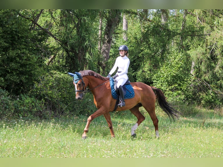 Wuerttemberg Gelding 13 years 17 hh Chestnut-Red in Aichach