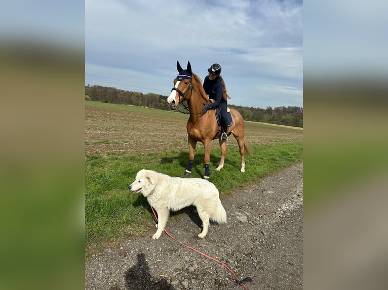 Wuerttemberg Gelding 13 years 17 hh Chestnut-Red in Gifhorn