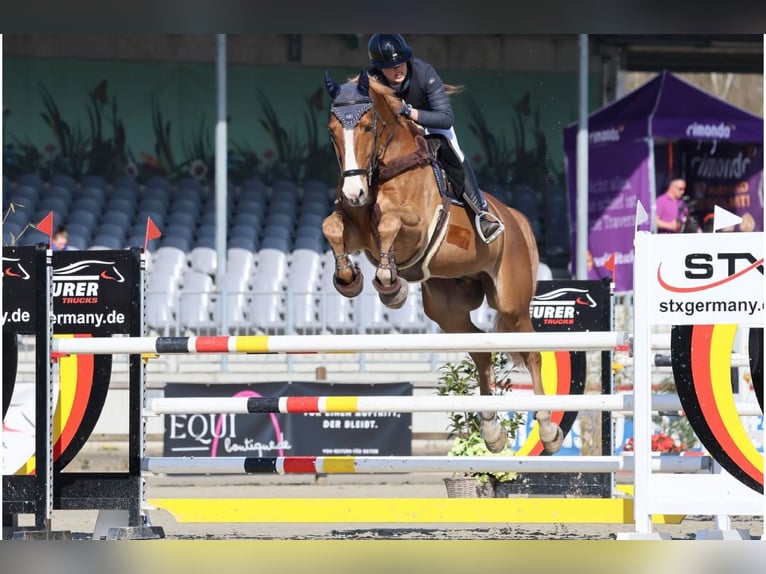 Wuerttemberg Gelding 13 years 17 hh Chestnut-Red in Gifhorn