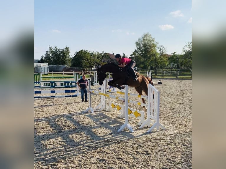 Wuerttemberg Gelding 13 years 17 hh Chestnut in Schorndorf