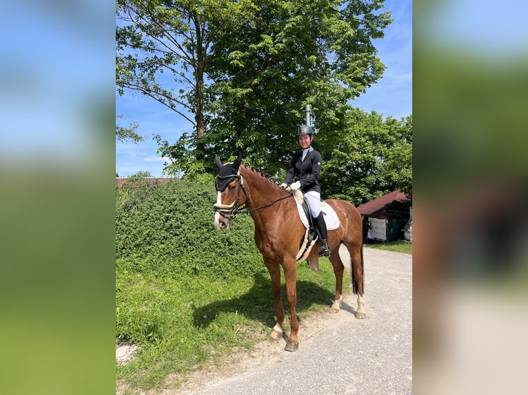 Wuerttemberg Gelding 13 years 17 hh Chestnut in Schorndorf