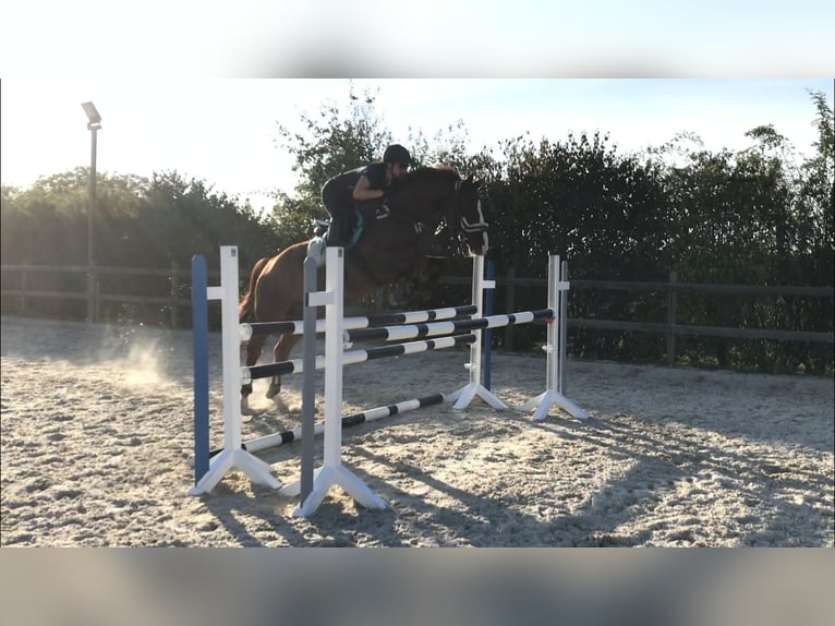 Wuerttemberg Gelding 13 years 17 hh Chestnut in Schorndorf