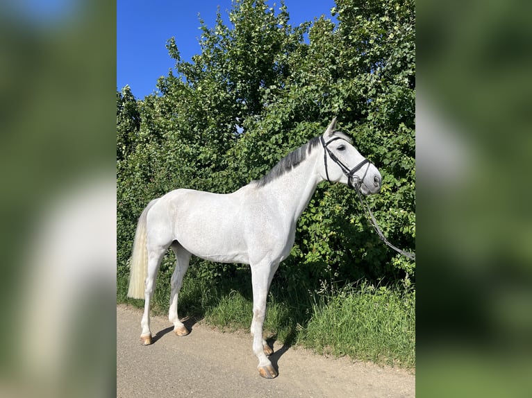 Wuerttemberg Gelding 13 years 17 hh Grey in Neresheim