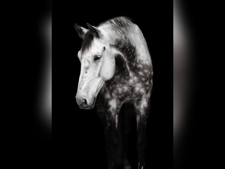 Wuerttemberg Gelding 13 years 17,1 hh Grey-Dapple in Neuried