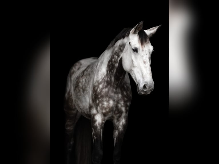 Wuerttemberg Gelding 13 years 17,1 hh Grey-Dapple in Neuried