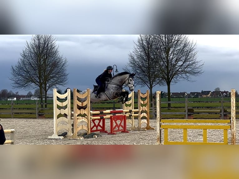 Wuerttemberg Gelding 13 years 17,1 hh Grey-Dapple in Neuried