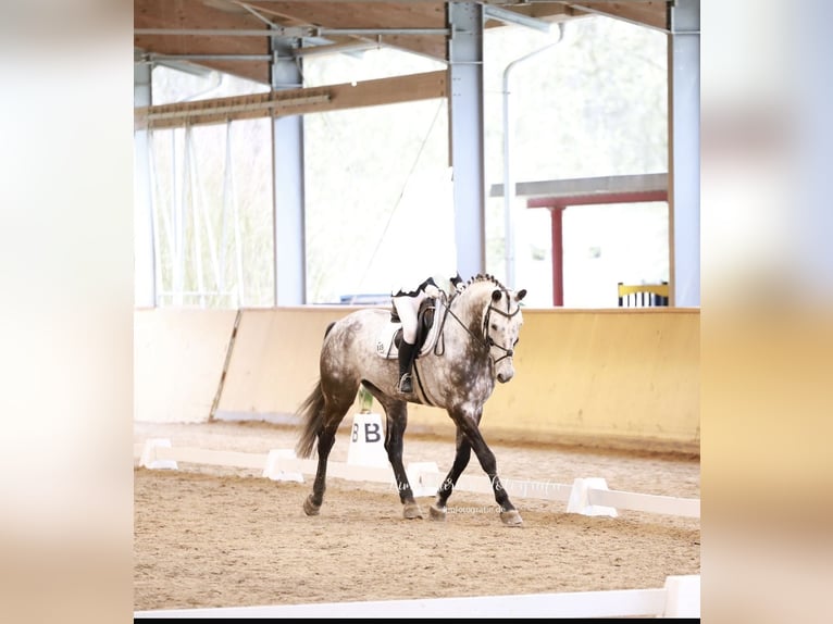 Wuerttemberg Gelding 13 years 17,1 hh Grey-Dapple in Neuried