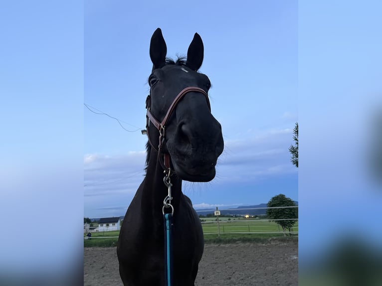 Wuerttemberg Gelding 13 years 17,2 hh Black in Zimmern ob Rottweil