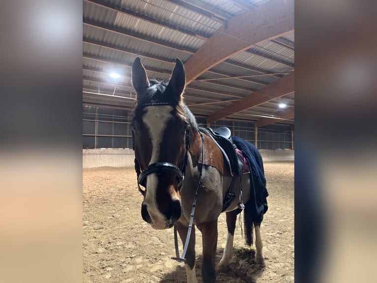 Wuerttemberg Gelding 13 years 17,2 hh Brown in Trier