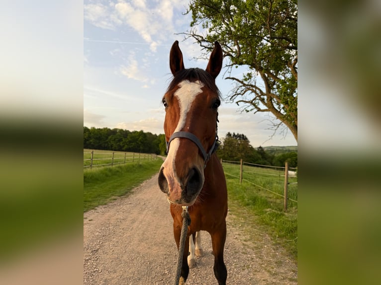 Wuerttemberg Gelding 13 years 17,2 hh Brown in Trier