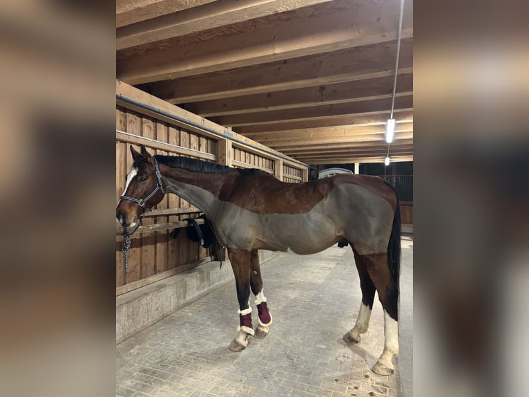 Wuerttemberg Gelding 13 years 17,2 hh Brown in Trier