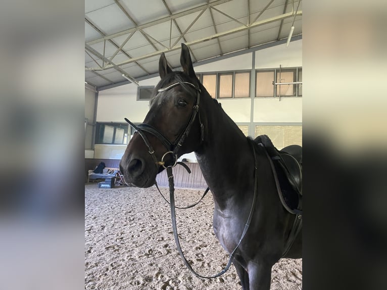 Wuerttemberg Gelding 14 years 16,1 hh Bay-Dark in Nürnberg