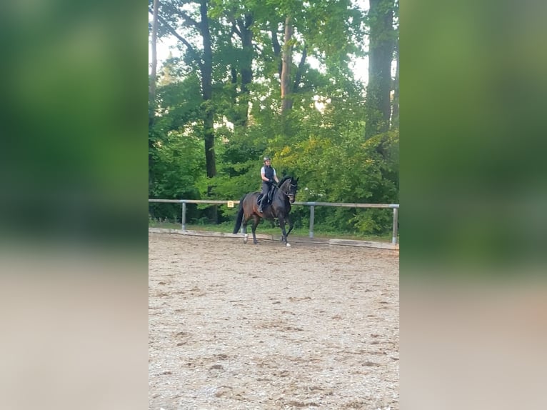 Wuerttemberg Gelding 14 years 16,1 hh Bay-Dark in Nürnberg