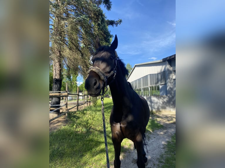 Wuerttemberg Gelding 14 years 16,1 hh Bay-Dark in Nürnberg