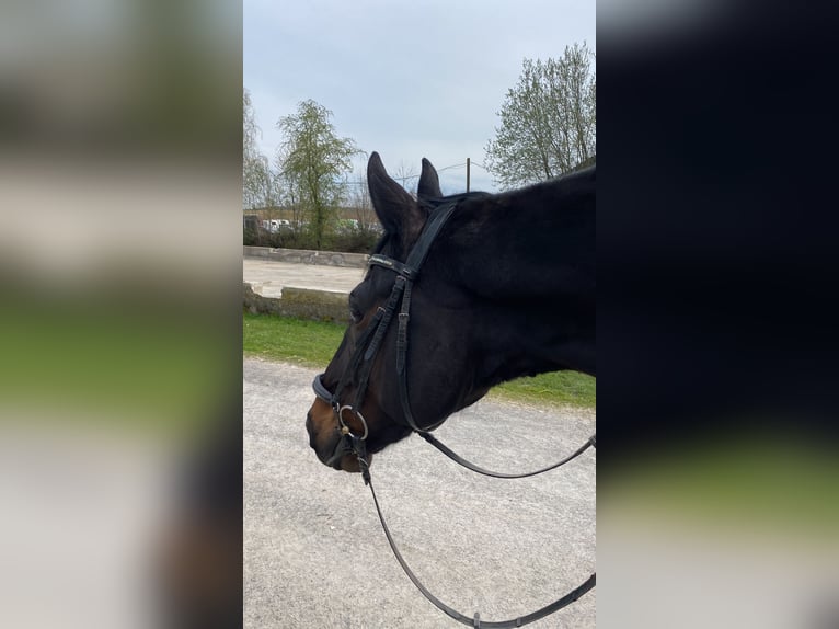 Wuerttemberg Gelding 14 years 16,1 hh Bay-Dark in Nürnberg