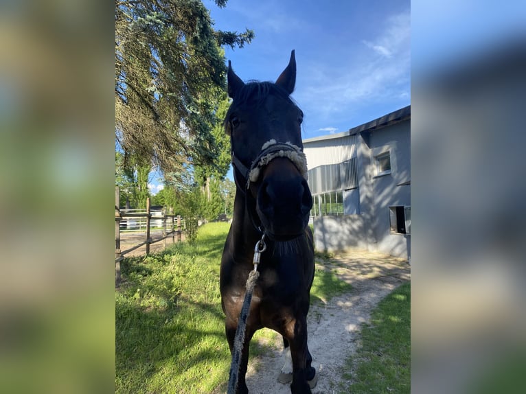 Wuerttemberg Gelding 14 years 16,1 hh Bay-Dark in Nürnberg