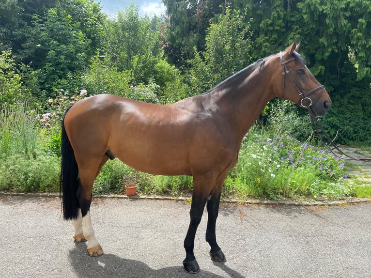 Wuerttemberg Gelding 14 years 16,1 hh Brown in Birrwil