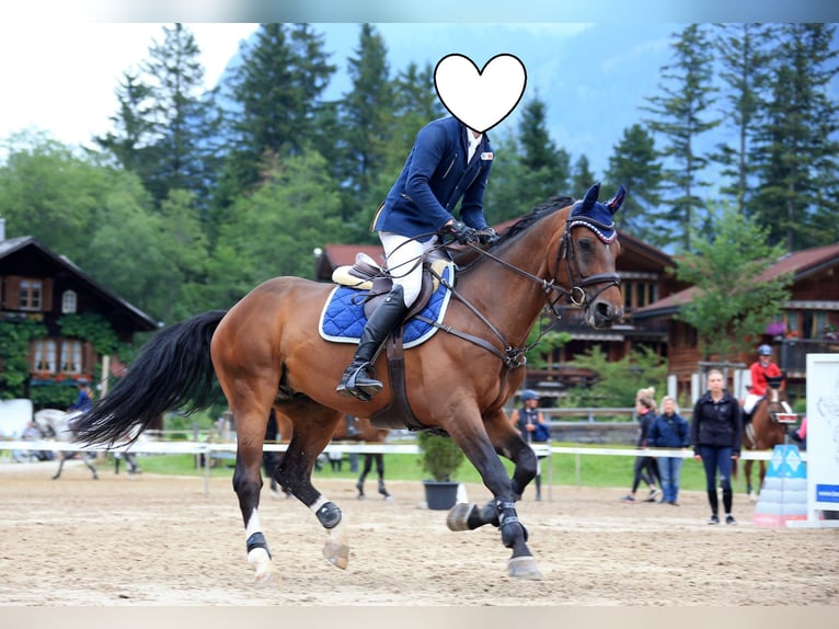 Wuerttemberg Gelding 14 years 16,1 hh Brown in Birrwil