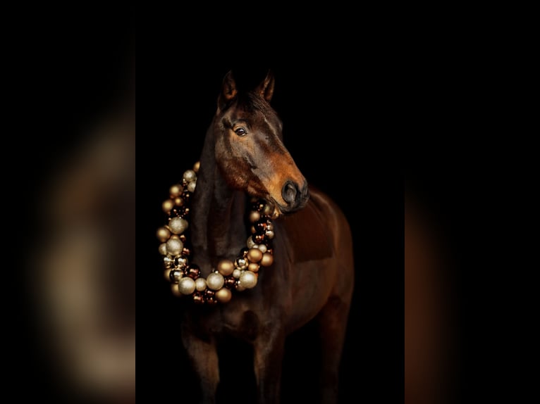 Wuerttemberg Gelding 14 years 16,2 hh Brown in Bartholomä