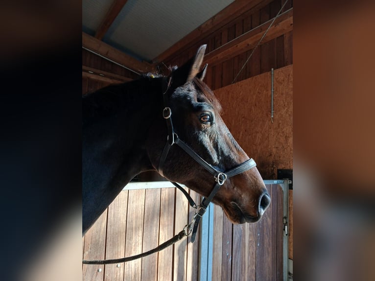 Wuerttemberg Gelding 14 years 16,2 hh Brown in Bartholomä