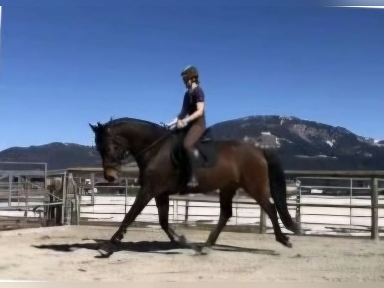 Wuerttemberg Gelding 14 years 16.2 hh Brown in St. Johann in Tirol