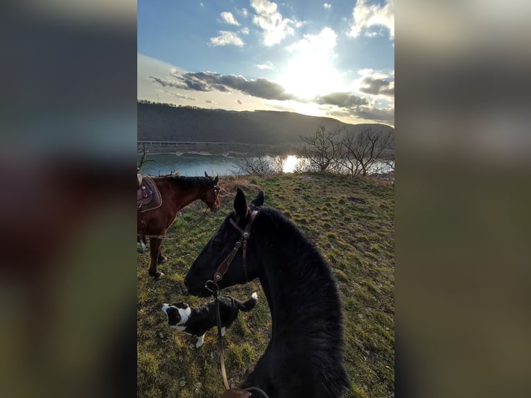 Wuerttemberg Gelding 14 years 16,2 hh Smoky-Black in Neuwied