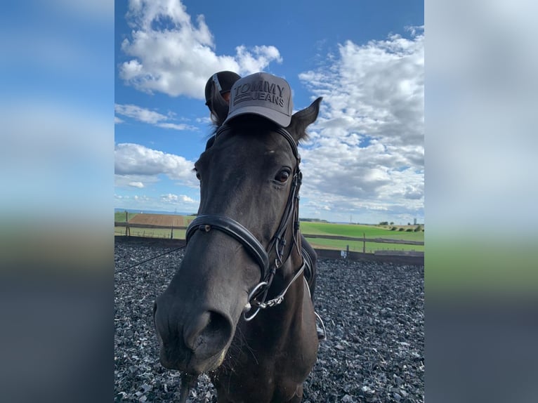 Wuerttemberg Gelding 14 years 16,2 hh Smoky-Black in Neuwied